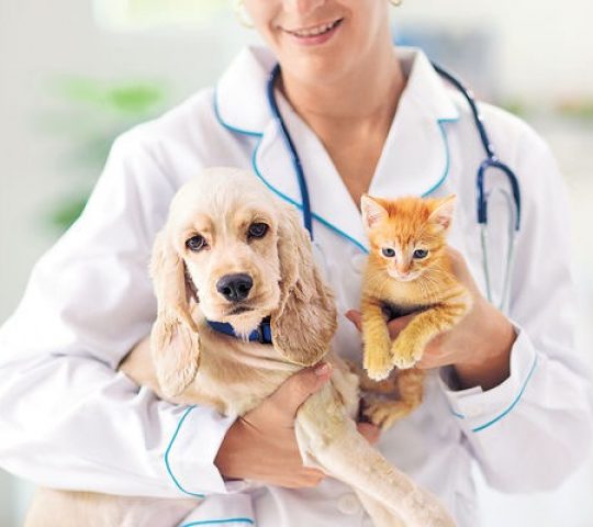Creature Comforts Veterinary Housecall Practice